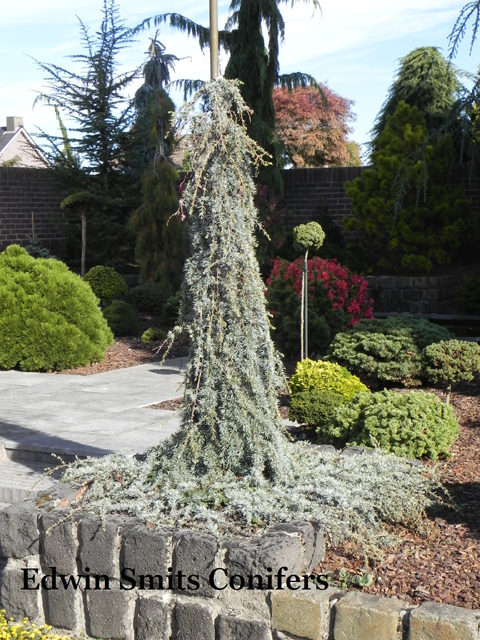 Cedrus libani 'Blue Fountain'